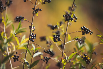 a cluster of wild berries. wild black berries in the forrset. A closeup of branches with fruits of...