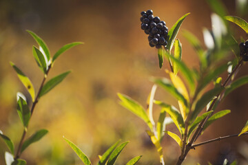 a cluster of wild berries. wild black berries in the forrset. A closeup of branches with fruits of...