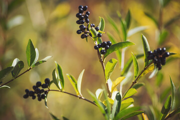 a cluster of wild berries. wild black berries in the forrset. A closeup of branches with fruits of Aronia melanocarpa. plantation with black elderberry. branches with fruits of Ribes nigrum.