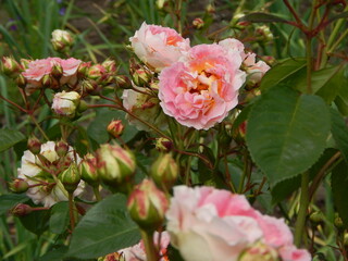Fototapeta na wymiar Pink bush roses in the garden. Peony rose buds on green background.