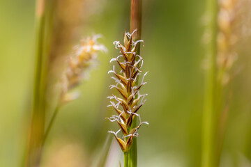 close up of wheat