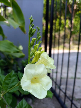 Ganges Primrose (Asystasia gangetica) flowers has yellowish white colour.