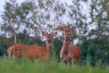 two young red deer stand on the horizon and look at the camera. Cervus elaphus. 