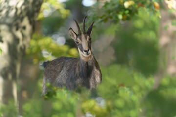 art photo of a chamois peeking out from among the leaves of a tree. Closeup portrait of a chamois. Rupicapra rupicapra