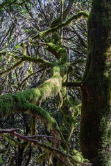 Views around La Gomera Island, The Caneries