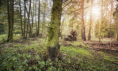 Photo of a forest in autumn.