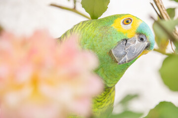 Amazona aestiva. The true parrot is a psittaciform bird in the Psittacidae family.