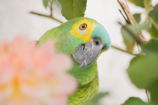 Amazona aestiva. The true parrot is a psittaciform bird in the Psittacidae family.
