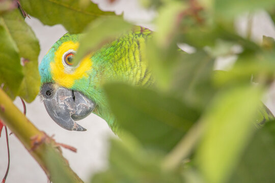 Amazona aestiva. The true parrot is a psittaciform bird in the Psittacidae family.