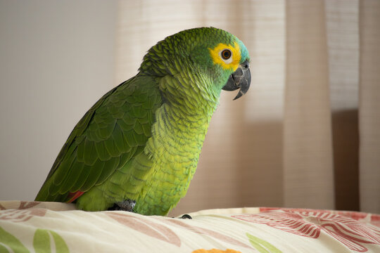 Amazona aestiva. The true parrot is a psittaciform bird in the Psittacidae family.