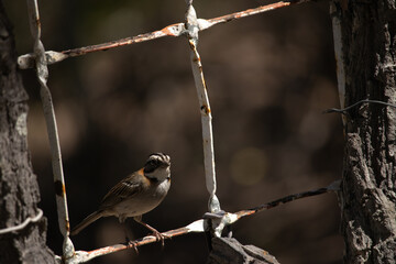Zonotrichia capensis, Rufous-collared Sparrow.The tico-tico is a passerine bird in the Passerellidae family.