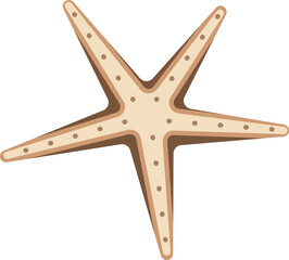 starfish in summer