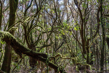 Views around La Gomera Island, The Caneries