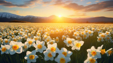 Zelfklevend Fotobehang A breathtaking 8K image of a Starflower Daffodil field in full bloom, with the flowers swaying gently in the breeze. © Anmol