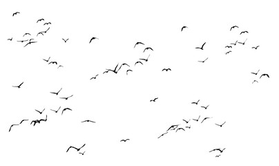 Realistic image of a flock of birds flying on a transparent background PNG.