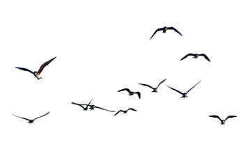 Realistic image of a flock of birds flying on a transparent background PNG.