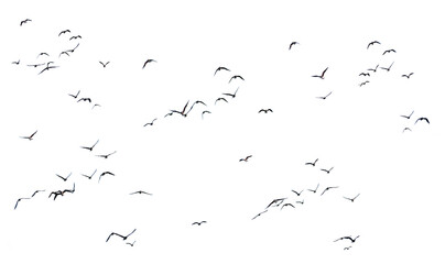 flock of birds flying - obrazy, fototapety, plakaty