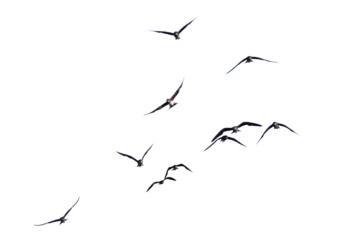 Fotobehang Realistic image of a flock of birds flying on a transparent background PNG. © I LOVE PNG