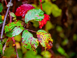 Brombeerpflanze in herbstlichen Farben