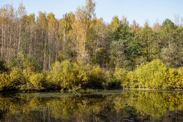 Forest pond with banks overgrown with bushes and birches