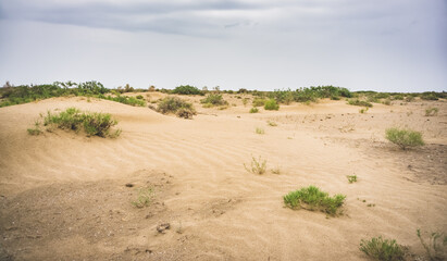 Desert and steppe with sand and steppe bushes on the site of the Dead Aral Sea