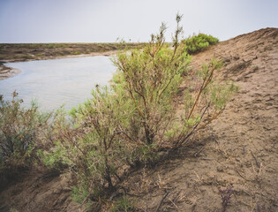 Steppe plant in the desert at the site of the Dead Aral Sea