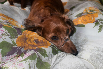 old frail dachshund adopted from a dog shelterold ,sick dachshund in bed on the sofa