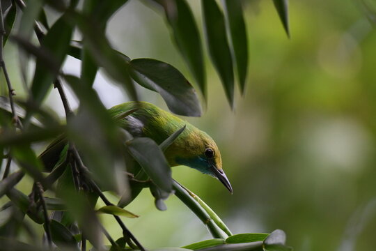 Leaf Bird's Serene Hideaway: Captured in Nature's Green Embrace