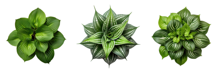 Set of houseplants (Basil, Peace Lily, Peppermint, Haworthiopsis limifolia), top view, decorative or design invitation card, isolated on a transparent background. PNG cutout or clipping path.