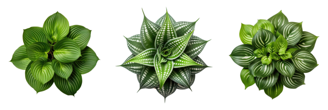 Set of houseplants (Basil, Peace Lily, Peppermint, Haworthiopsis limifolia), top view, decorative or design invitation card, isolated on a transparent background. PNG cutout or clipping path.