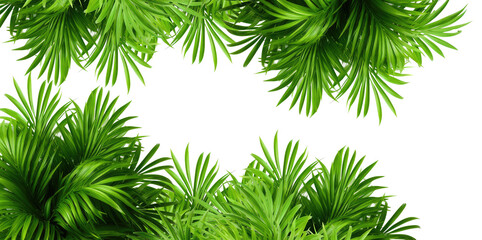Tropical frame with exotic jungle plants, palm leaves, and space for text, transparent background....