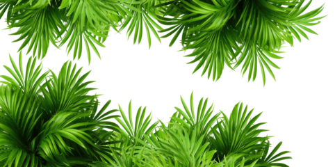 Tropical frame with exotic jungle plants, palm leaves, and space for text, transparent background. PNG, cutout, or clipping path.