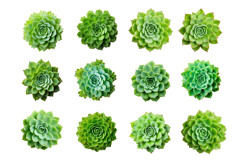 Collection of different Echeveria houseplants, top view, for design or decoration, isolated on a transparent background. (PNG, cutout, or clipping path.)