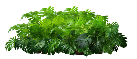 Dark green leaves of monstera or split-leaf philodendron (Monstera deliciosa) the tropical foliage plant bush popular houseplant . isolated on transparent background . PNG, cutout, or clipping path.