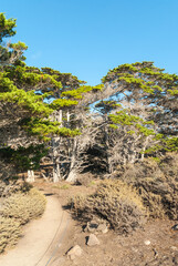 Trail among tall trees in a California forest park
