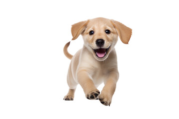 Puppy playing / motion isolated on transparent background