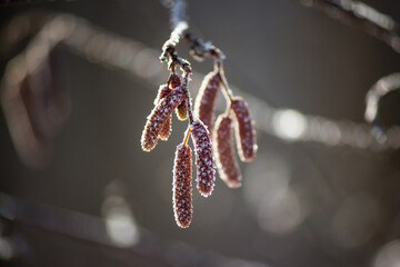 Alder catkins covered with light frost in winter