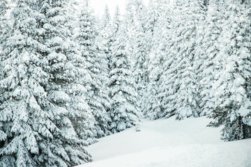 amazing winter landscape with snowy fir trees in the mountains