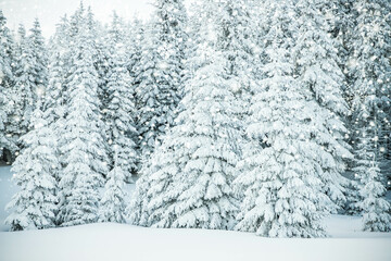 amazing winter landscape with snowy fir trees in the mountains