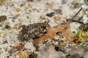 Closeup on a small juvenile of the endangered European Natterjack toad, Bufo calamita sitting on the ground