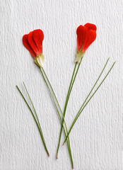 Abstract red flower arrangement on white background