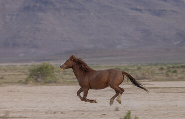 Fototapeta premium Wild Horse in Springtime in the Utah Desert