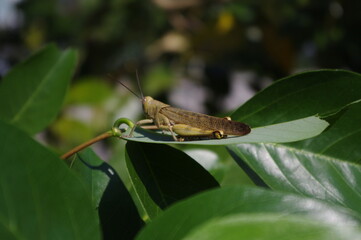 A grasshopper perched and ate plant leaf