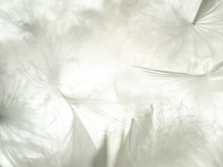 The feather is translucent in the light. The background of feathers and down is translucent in the...