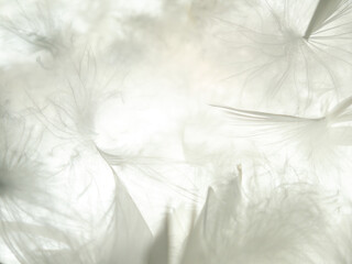 Obraz premium The feather is translucent in the light. The background of feathers and down is translucent in the light.