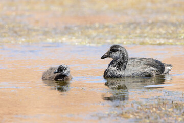 Tagua gigante (fulica gigantea)