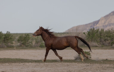 Fototapeta premium Wild Horse in Springtime in the Utah Desert