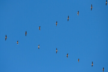 Birds Migrating south for winter