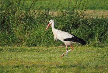 Storch läuft auf einer Wiese