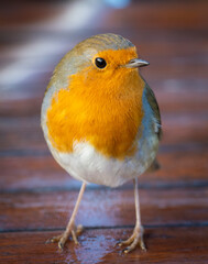 Portrait of a eurasian robin, taken on Christmas eve.  Robin redbreast, looking for snacks in...